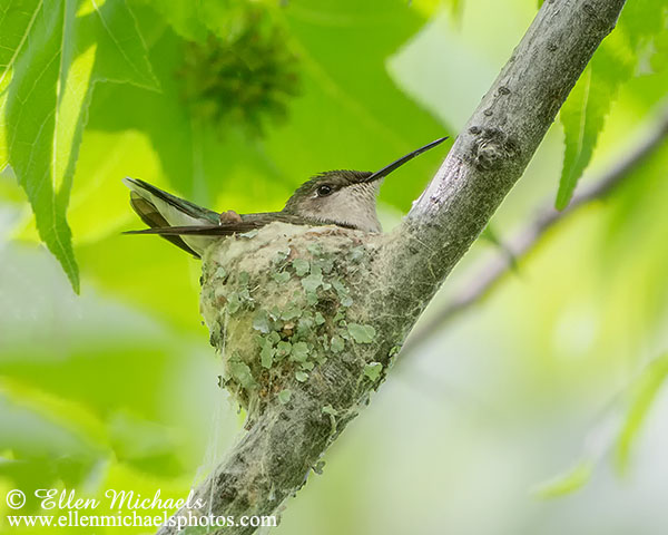 Ruby-throated Hummingbird at Nest