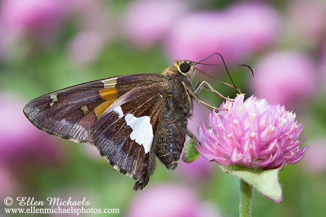 Silver-spotted Skipper