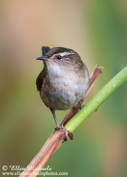 Marsh Wren