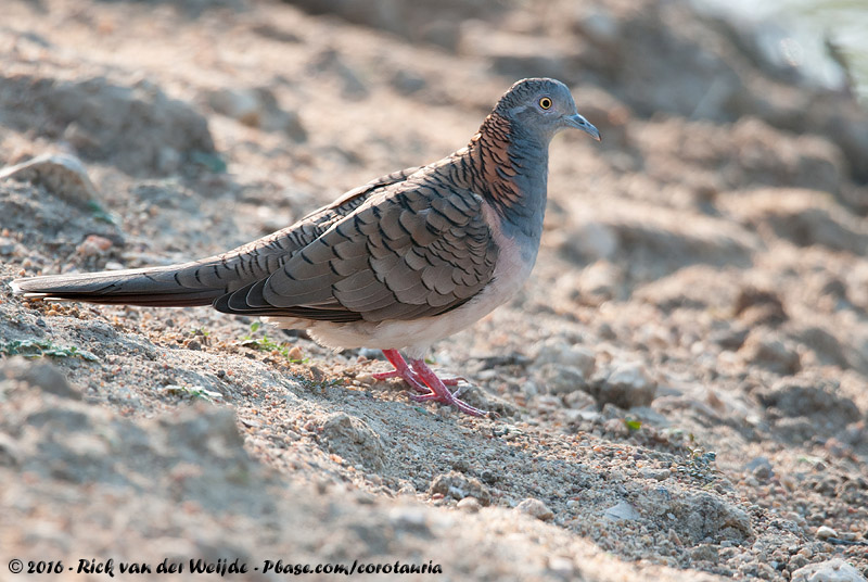 Bar-Shouldered Dove<br><i>Geopelia humeralis inexpectata</i>