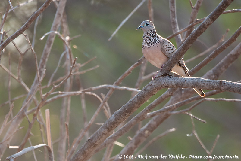 Peaceful Dove<br><i>Geopelia placida placida</i>