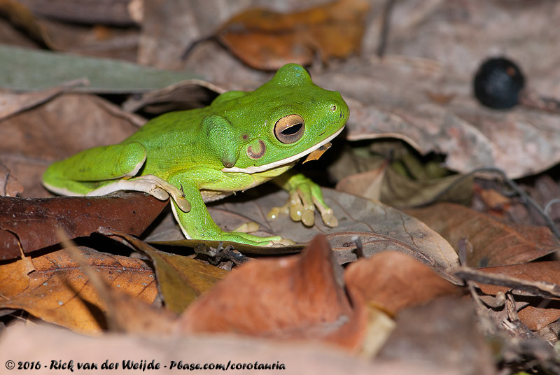 Giant Tree Frog<br><i>Nyctimystes infrafrenatus</i>