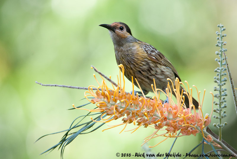 Macleays Honeyeater<br><i>Xanthotis macleayanus</i>