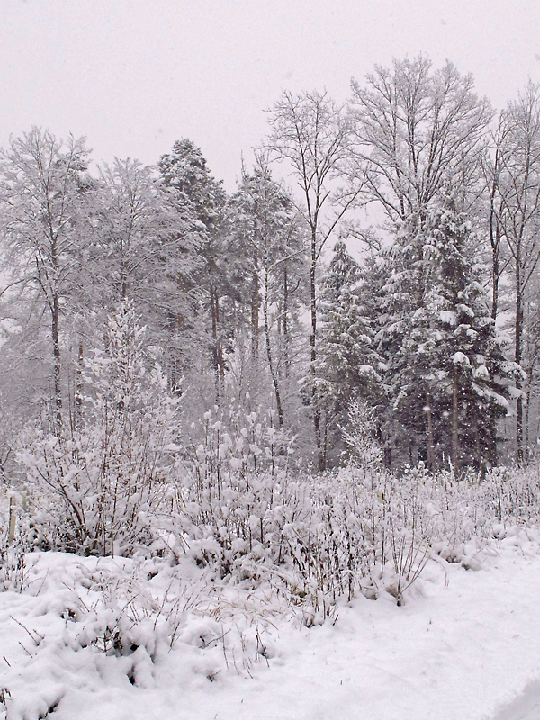 Walking through the forest