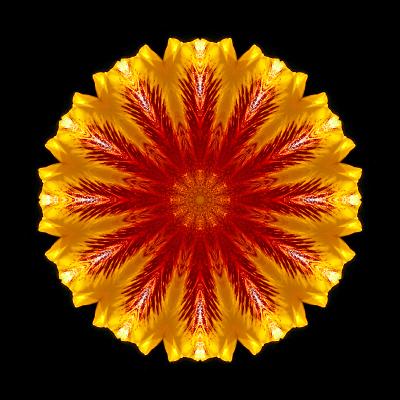 Kaleidoscope created with a spring crocus