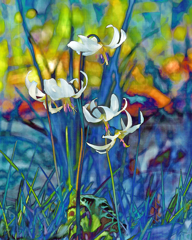 Heather Wade2019 Jan. Evening FavouritesTheme: Altered RealityChurch Lilies - 3rd