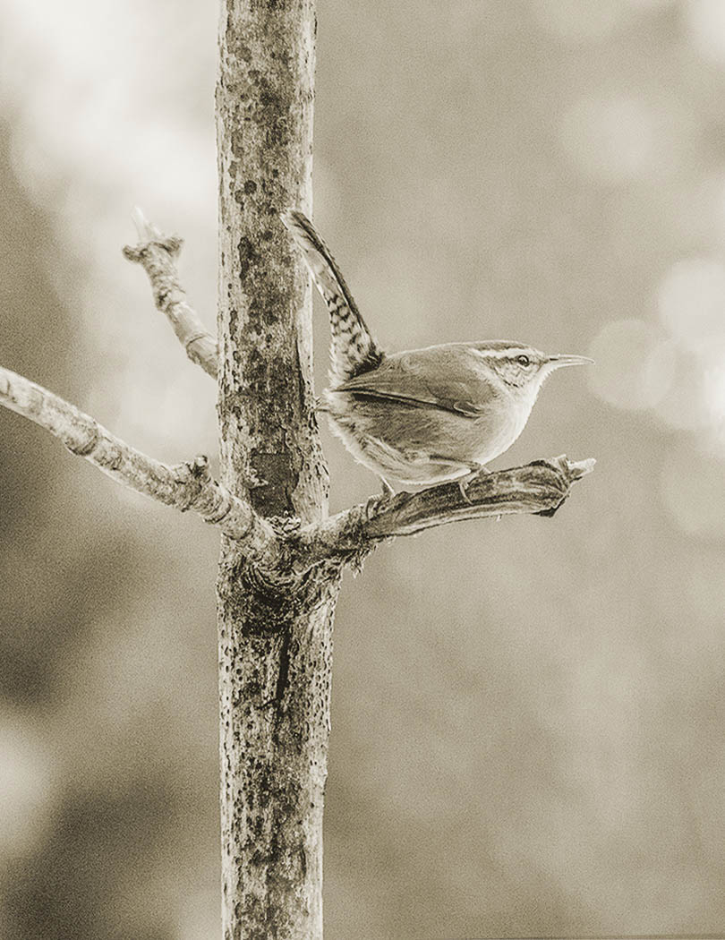 Diana Peglar<br>2019 North Shore Photographic Challenge<br>Wren Outlook