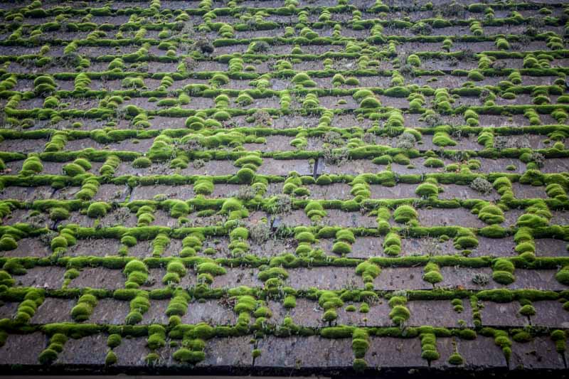 Carl Erland Mossy Roof Pattern