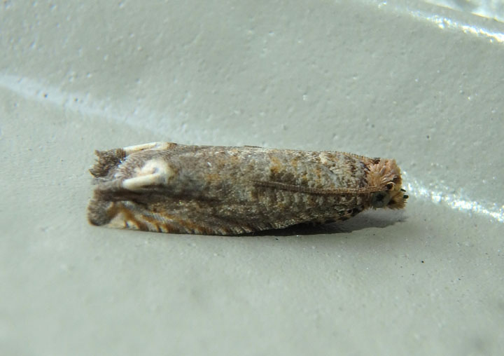 3173 - Epiblema abruptana; Abrupt Epiblema Moth