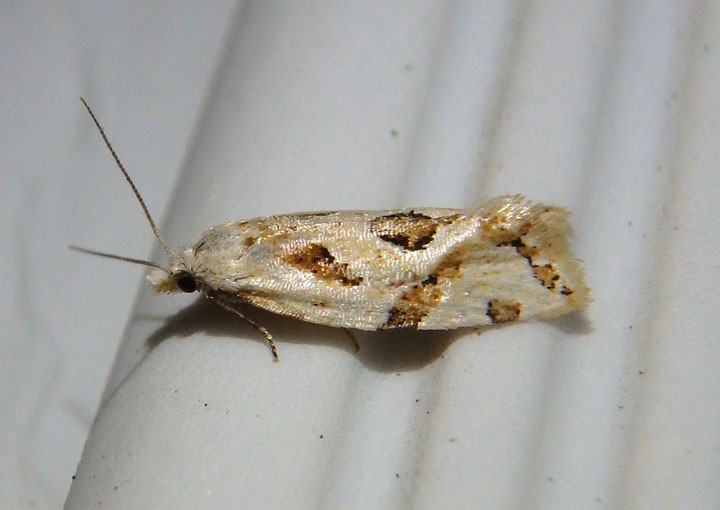 3754 - Aethes angulatana; Angular Aethes