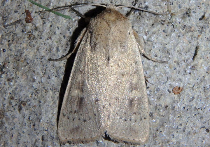 10459 - Leucania inermis; Unarmed Wainscot