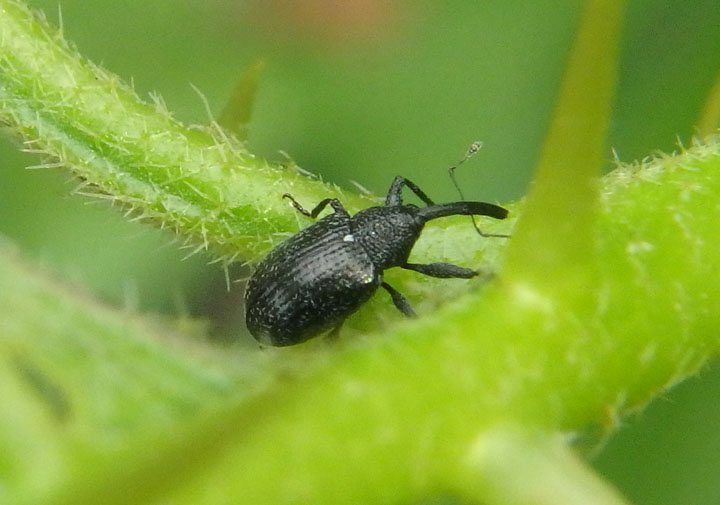 Anthonomus Weevil species
