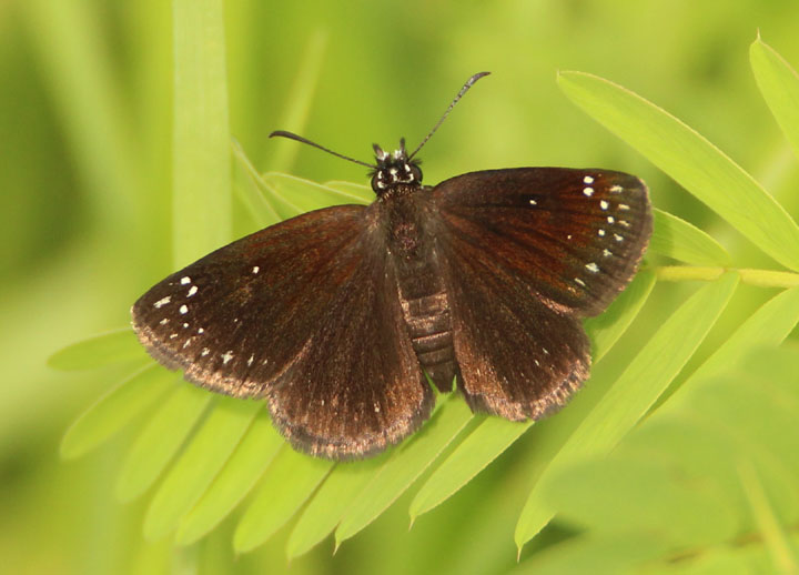 Pholisora catullus; Common Sootywing