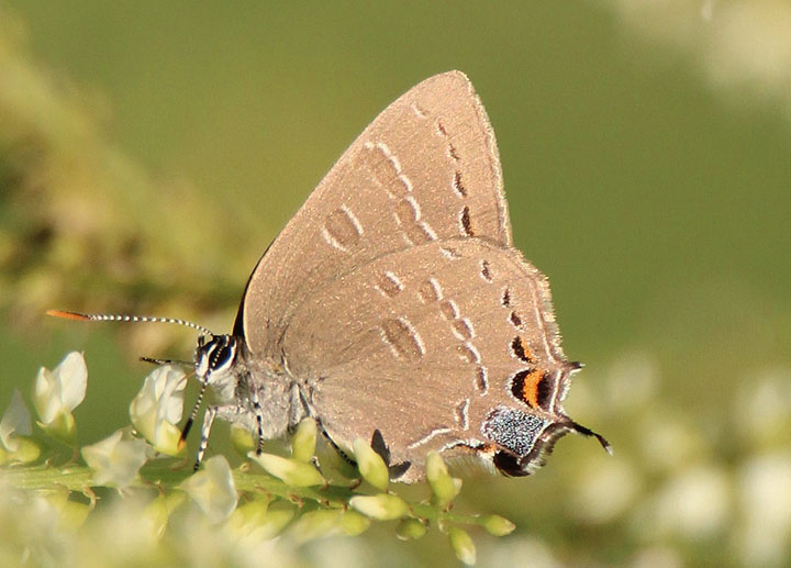 Satyrium calanus; Banded Hairstreak