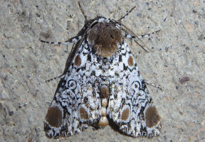 9286 - Harrisimemna trisignata; Harriss Three Spot
