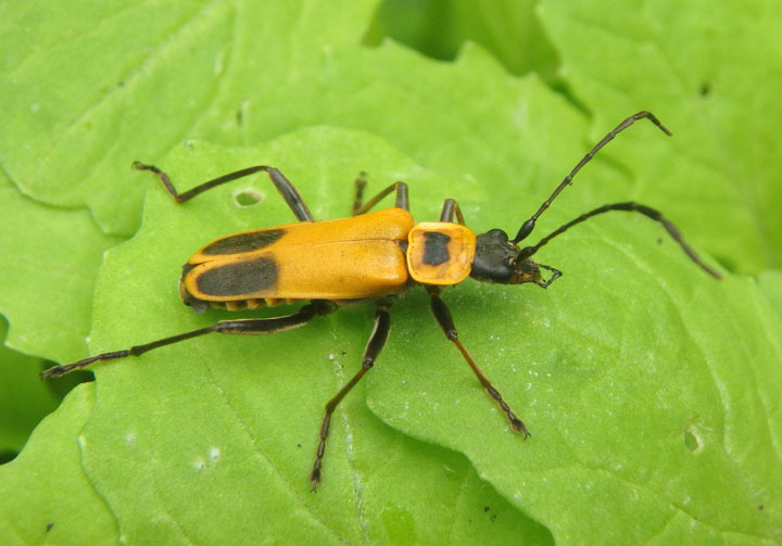 Chauliognathus pensylvanicus; Pennslyvania Leatherwing