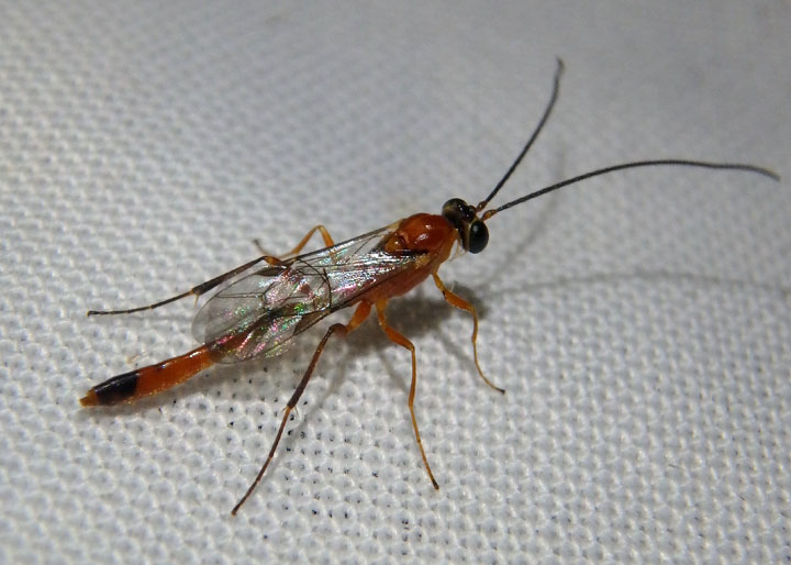 Mesochorinae Ichneumon Wasp species; male