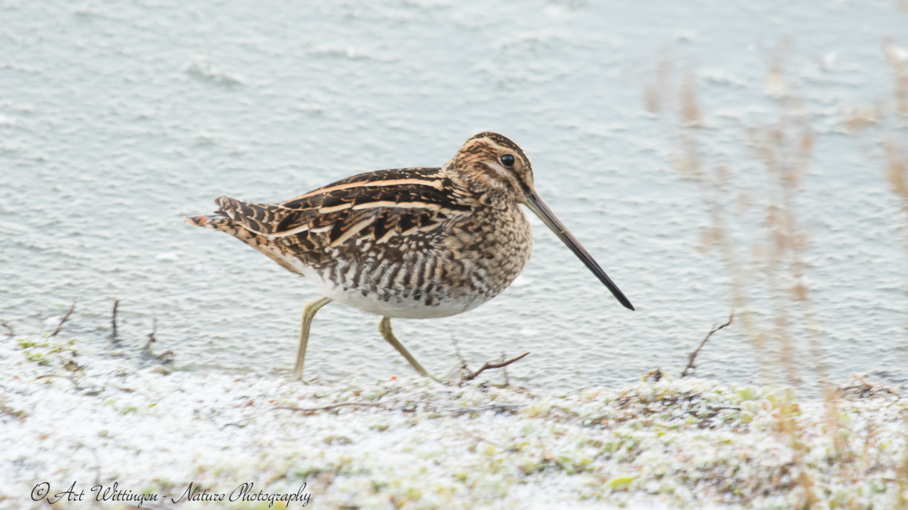 Gallinago gallinago / Watersnip / Snipe