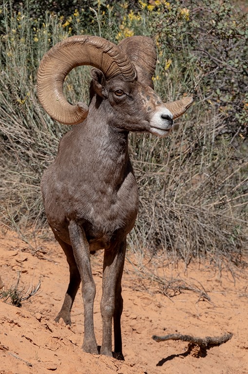 Bighorn Sheep-Zion NP.jpg