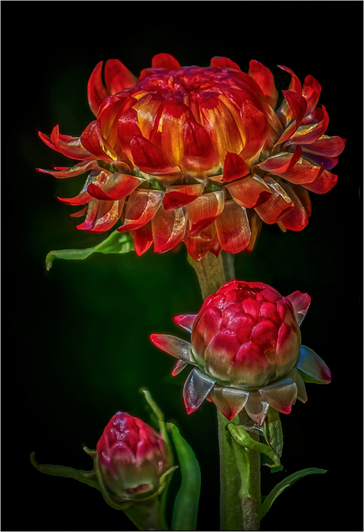 Strawflower
