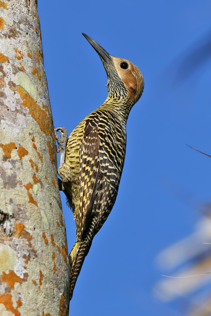 Fernandinas Flicker - (Colaptes fernandinae)