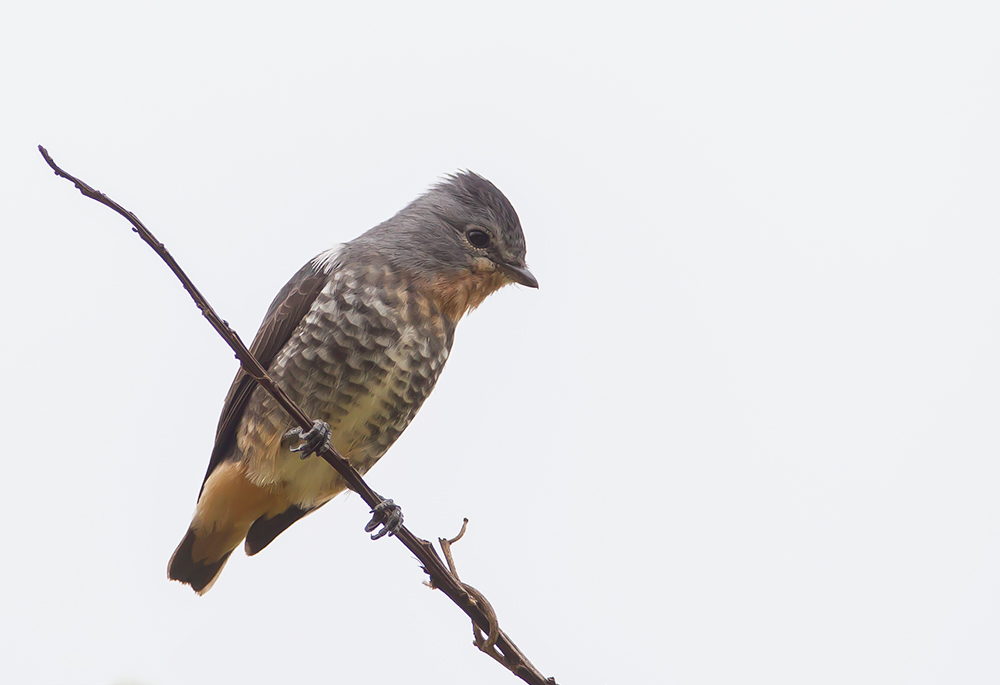 Buff-Throated Purpletuft