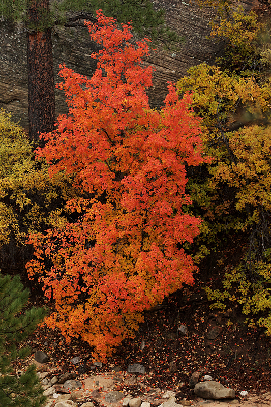 Zion Autumn