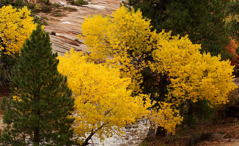 Autumn Yellow