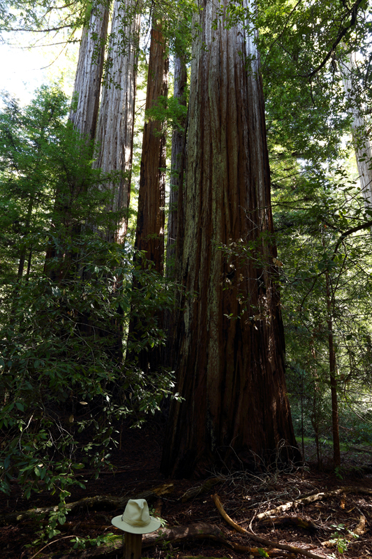 Coast Redwood