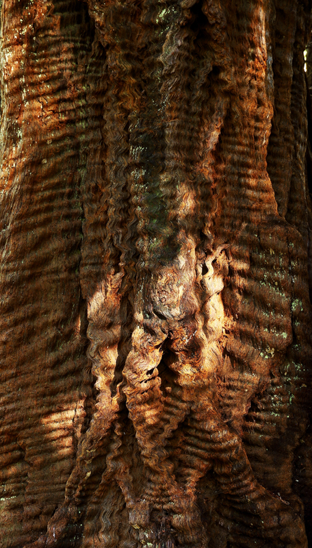 Ribs of a Redwood