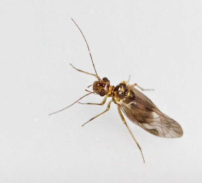 Amphigerontia intermedia, Blankryggad stövslända.jpg