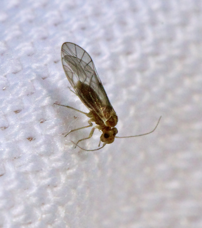 Peripsocus didymus, Brunvingad sorgstövslända.jpg