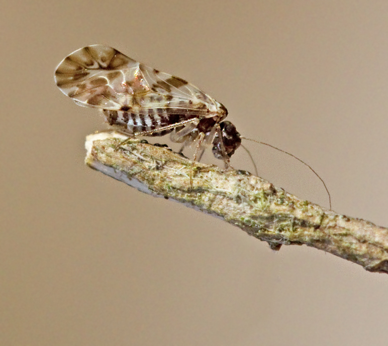 BOOKLICE AND BARKLICE, STVSLNDOR, (Psocoptera)