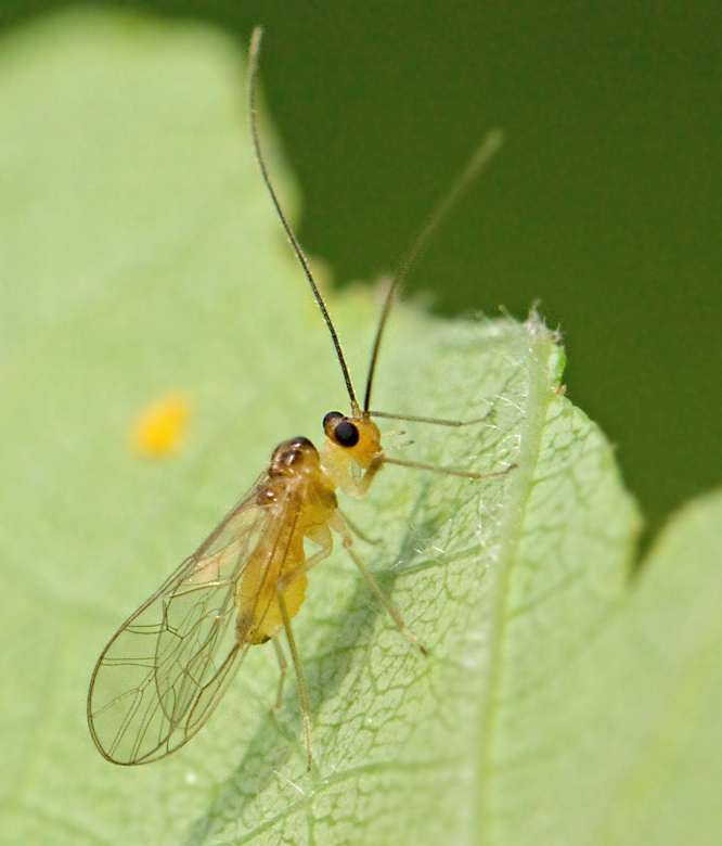 Stenopsocus immaculatus, lövglasvingeslända.jpg