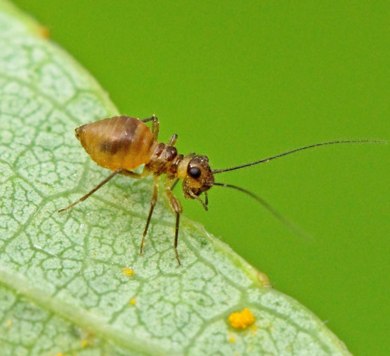 Valenzuela gynapterus, Risfransvingeslända.jpg