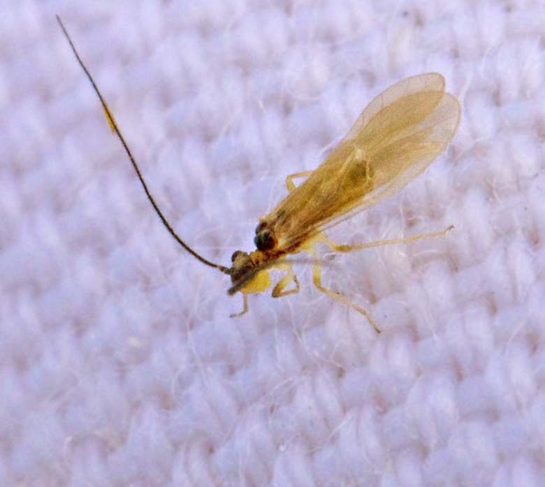 Valenzuela atricornis, Sumpstövslända .jpg