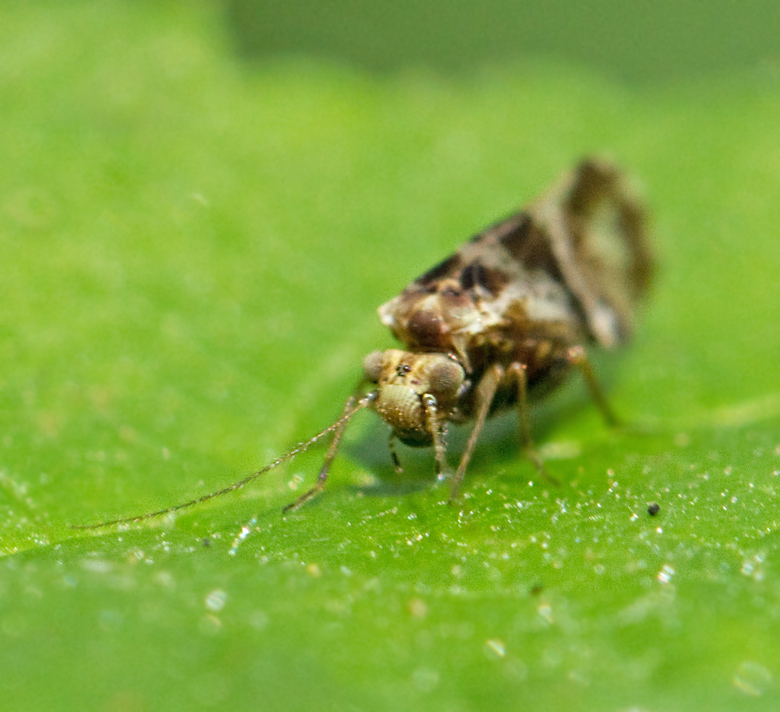 Loensia fasciata, Bandvingad storstövslända.jpg