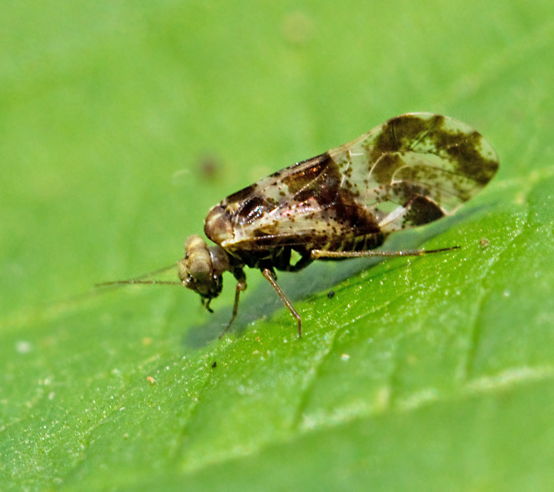 Loensia fasciata, Bandvingad storstövslända.jpg