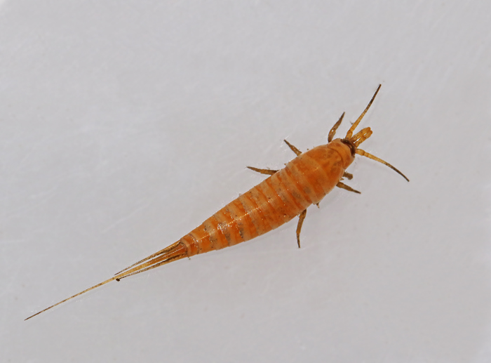 Stensmyg (Dilta hibernica).jpg