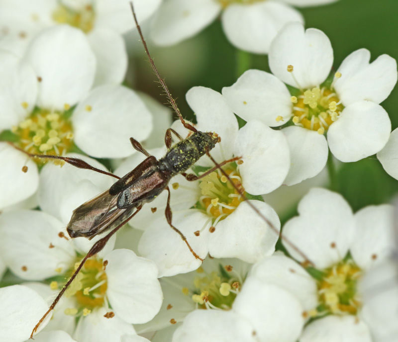 Kortvingad granbock (Molorchus minor).jpg