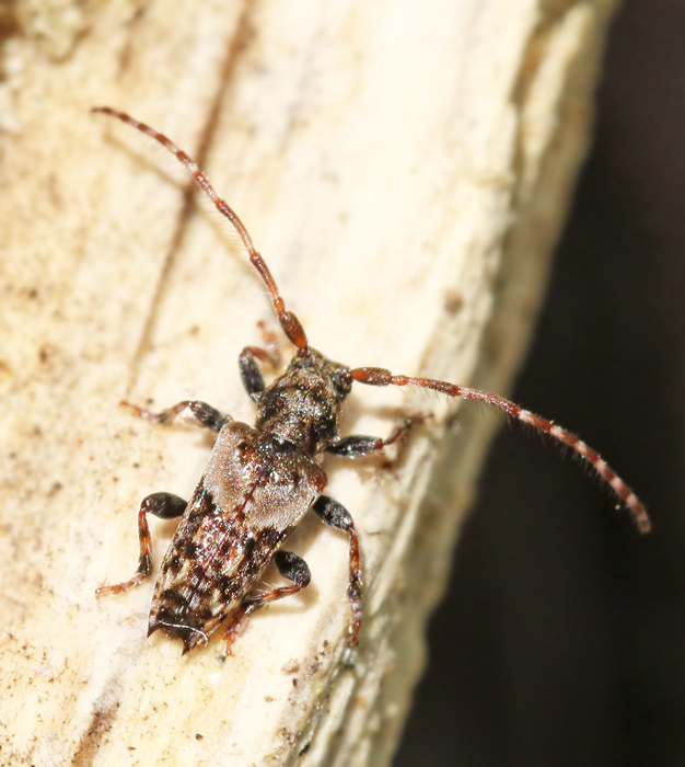 Svarthrig kvistbock (Pogonocherus hispidus).jpg