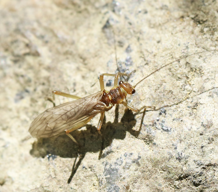 Periodidae.jpg