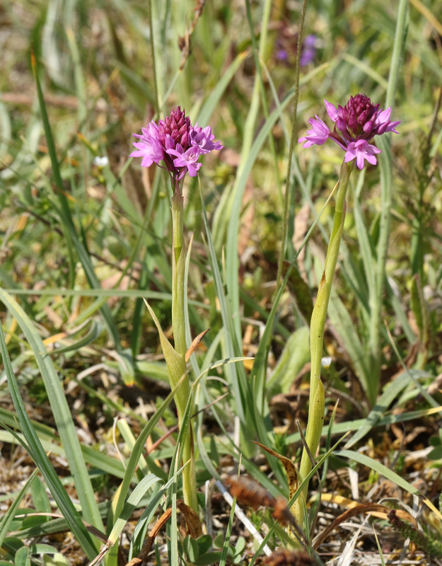 Pyramid Orchid, Salepsrot, Anacamptis pyramidalis