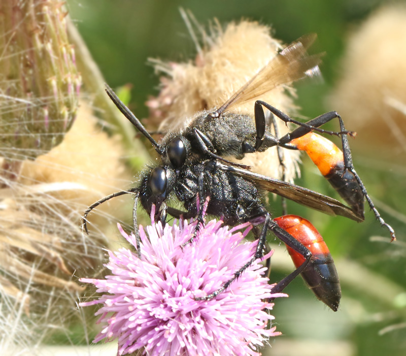 Spider Wasp (Podalonia hirsuta).jpg