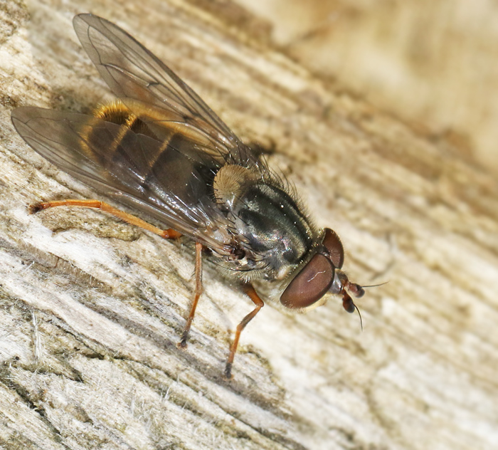 Savguldblomfluga (Ferdinandea cuprea).jpg