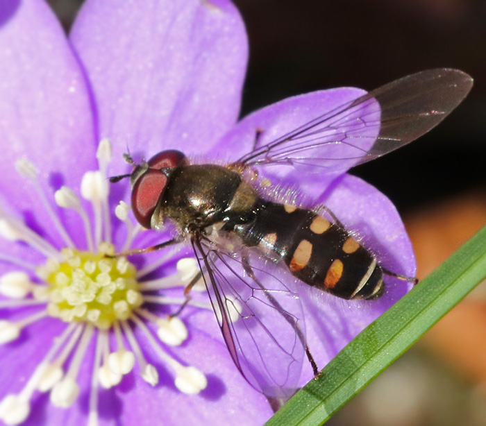 Hrig flickblomfluga (Melanogyna lasiophthalma).jpg
