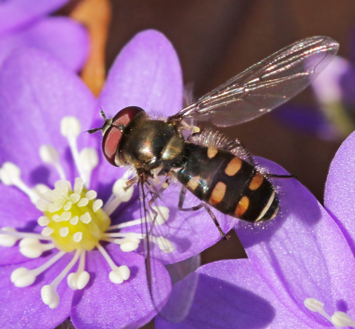 Hrig flickblomfluga (Melanogyna lasiophthalma).jpg