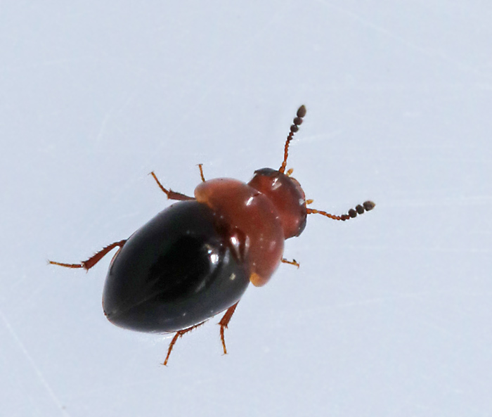 Agathidium nigripenne.jpg