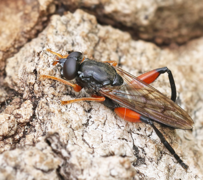 Rdbent mulmblomfluga (Chalcosyrphus valgus).jpg