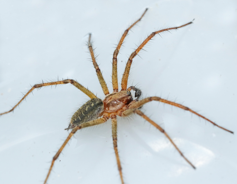 Labyrintspindel (Agelena_labyrinthica).jpg